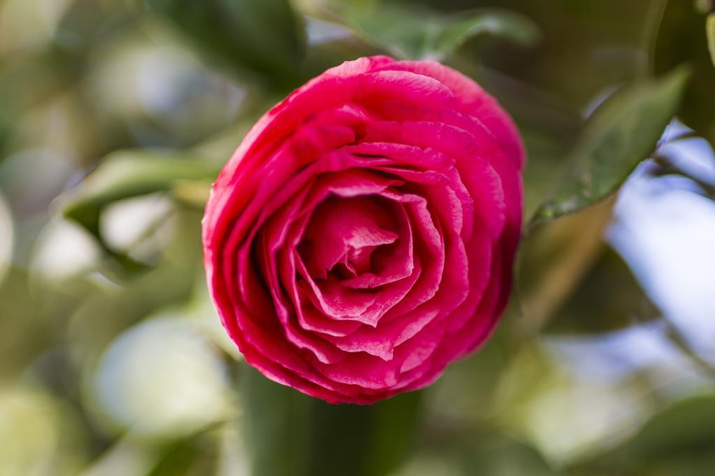 Il Giardino Di Fiorina Hotel Novate Milanese Bagian luar foto